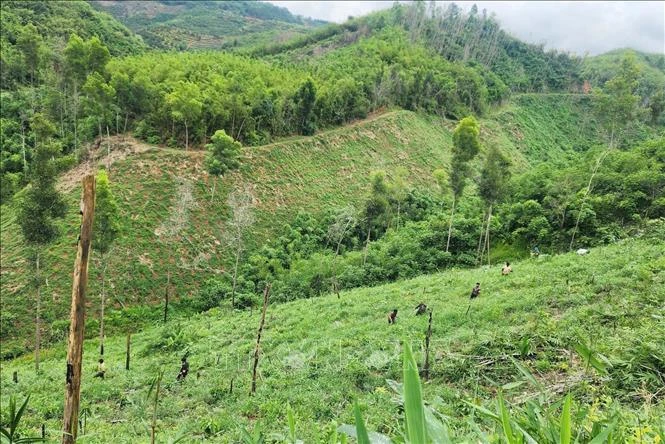 Lâm Đồng triển khai thu hồi đất lâm nghiệp bị lấn chiếm trái phép