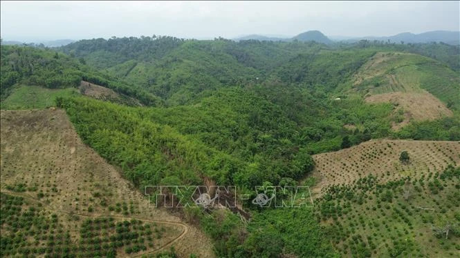 Lâm Đồng triển khai thu hồi đất lâm nghiệp bị lấn chiếm trái phép
