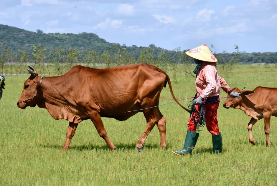 Làm giàu ở hồ Dầu Tiếng Làm giàu ở hồ Dầu Tiếng