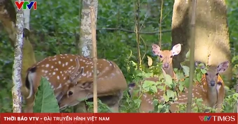 Làm giàu rừng - lá chắn chống biến đổi khí hậu