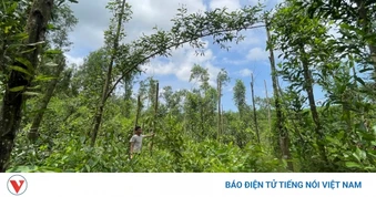 Làm rõ dấu hiệu “trục lợi” tiền hỗ trợ thiệt hại do thiên tai tại Quảng Trị