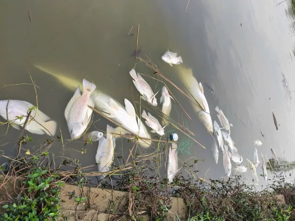 Làm rõ nguyên nhân cá chết hàng loạt ở hồ sinh thái tại Quảng Ngãi Làm rõ nguyên nhân cá chết hàng loạt ở hồ sinh thái tại Quảng Ngãi