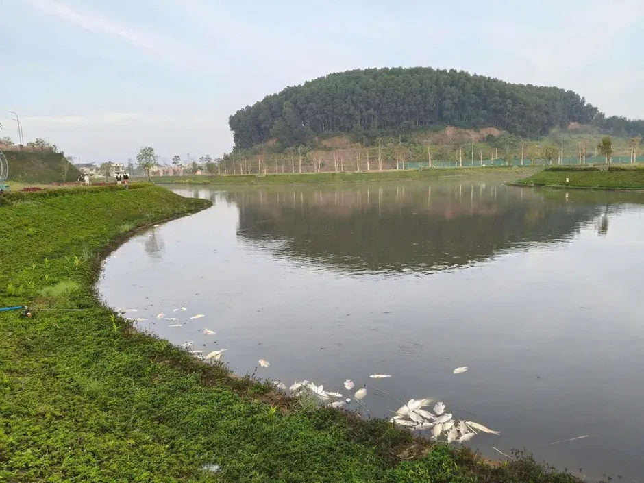 Làm rõ nguyên nhân cá chết hàng loạt ở hồ sinh thái tại Quảng Ngãi Làm rõ nguyên nhân cá chết hàng loạt ở hồ sinh thái tại Quảng Ngãi