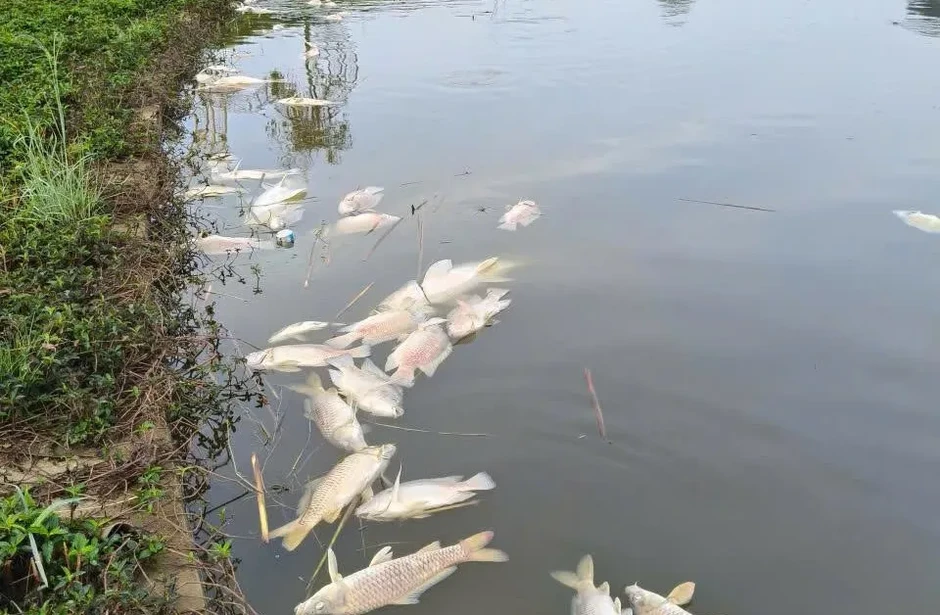 Làm rõ nguyên nhân cá chết hàng loạt ở hồ sinh thái tại Quảng Ngãi Làm rõ nguyên nhân cá chết hàng loạt ở hồ sinh thái tại Quảng Ngãi
