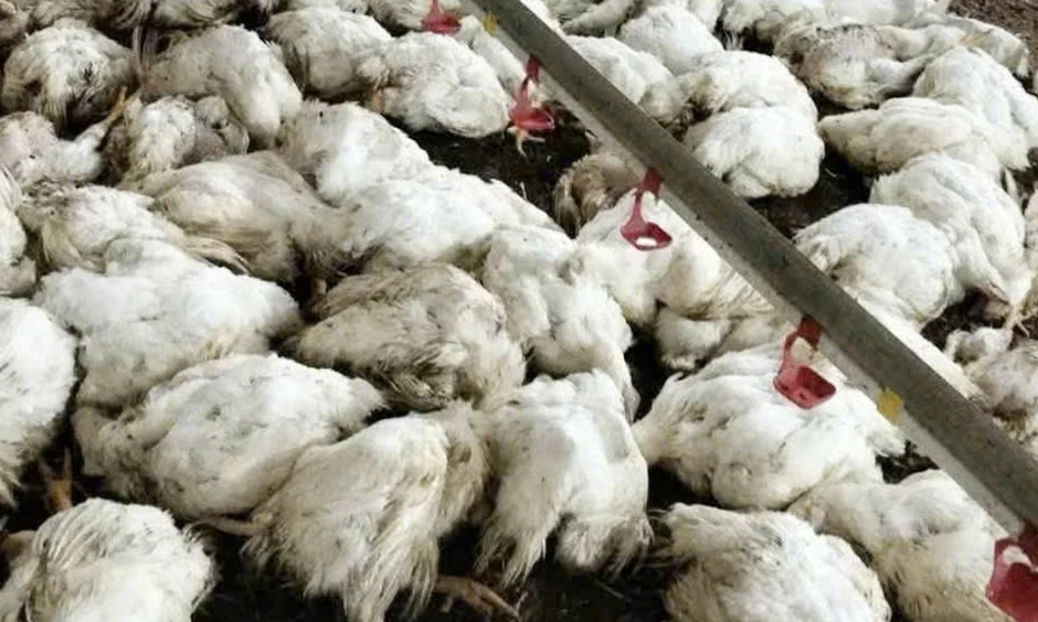 Làm rõ vụ nghi cắt trộm cáp điện, chủ trang trại mất gần 20.000 con gà ở Bắc Ninh Làm rõ vụ nghi cắt trộm cáp điện, chủ trang trại mất gần 20.000 con gà ở Bắc Ninh