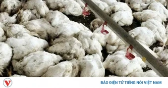Làm rõ vụ nghi cắt trộm cáp điện, chủ trang trại mất gần 20.000 con gà ở Bắc Ninh