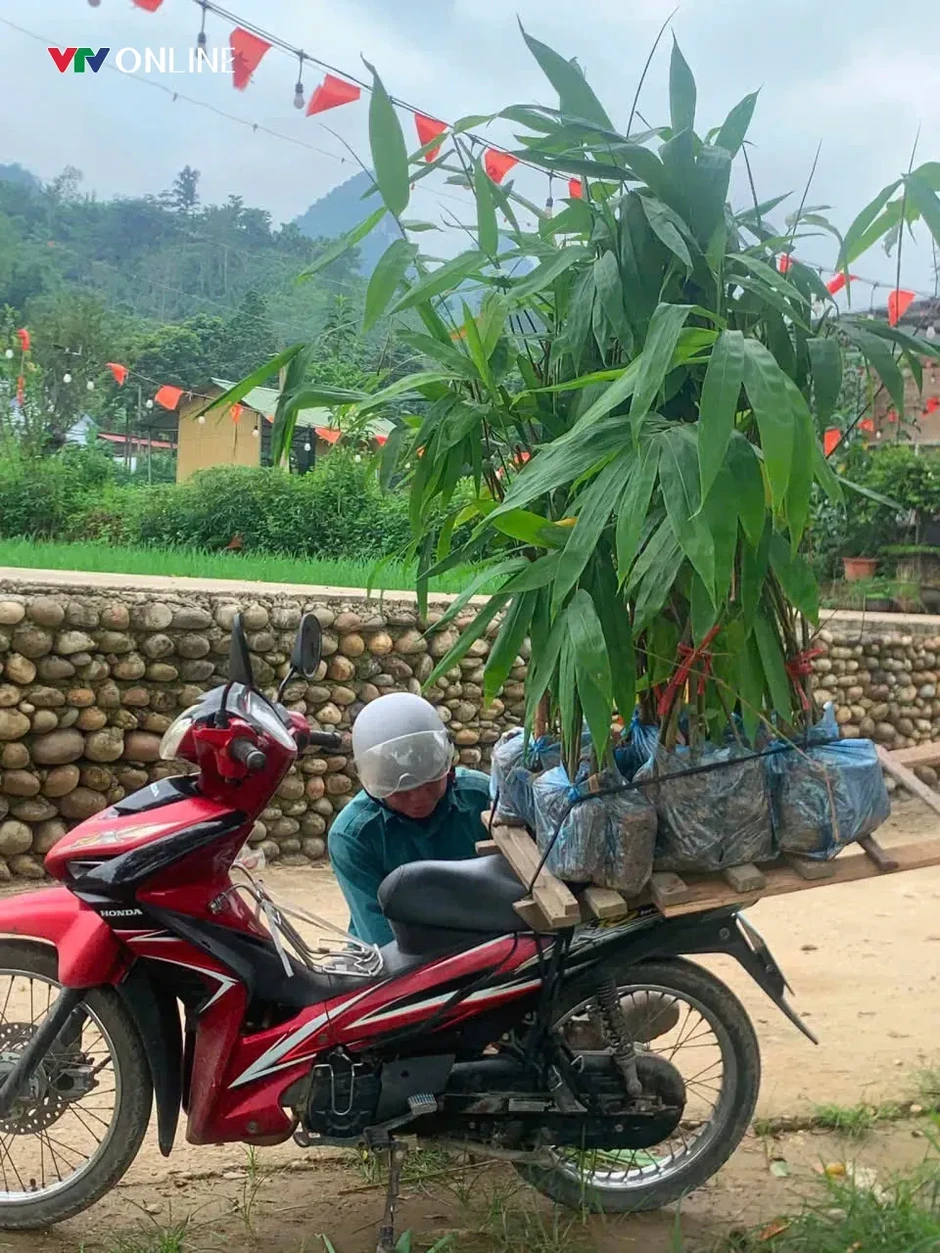Lào Cai: Văn Bàn phát triển vùng nguyên liệu tre măng Bát độ gắn với thị trường Lào Cai: Văn Bàn phát triển vùng nguyên liệu tre măng Bát độ gắn với thị trường