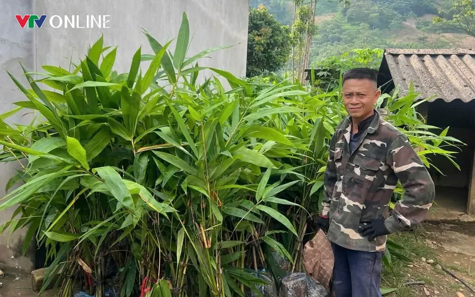 Lào Cai: Văn Bàn phát triển vùng nguyên liệu tre măng Bát độ gắn với thị trường Lào Cai: Văn Bàn phát triển vùng nguyên liệu tre măng Bát độ gắn với thị trường