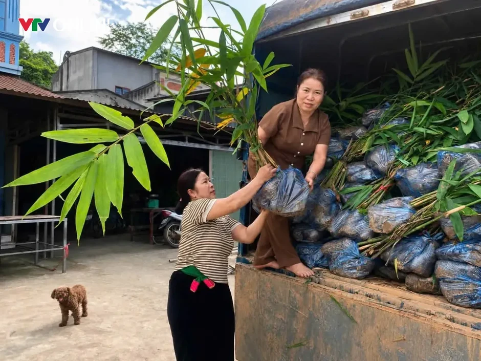 Lào Cai: Văn Bàn phát triển vùng nguyên liệu tre măng Bát độ gắn với thị trường Lào Cai: Văn Bàn phát triển vùng nguyên liệu tre măng Bát độ gắn với thị trường