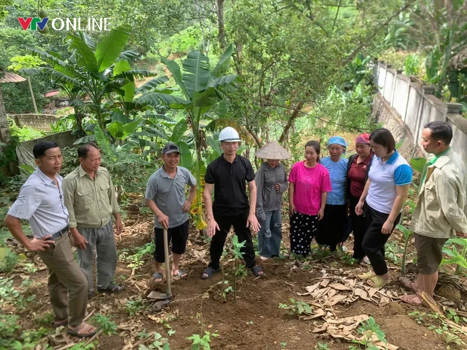 Lào Cai: Văn Bàn phát triển vùng nguyên liệu tre măng Bát độ gắn với thị trường Lào Cai: Văn Bàn phát triển vùng nguyên liệu tre măng Bát độ gắn với thị trường