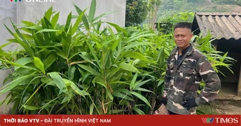 Lào Cai: Văn Bàn phát triển vùng nguyên liệu tre măng Bát độ gắn với thị trường