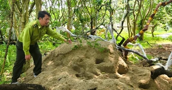 Lắp camera bảo vệ cây muội hồng tang vật