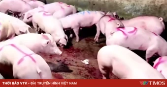 Lật tẩy thủ đoạn phù phép lợn bệnh thành lợn sạch
