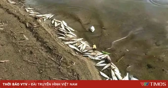 Lấy mẫu nước làm rõ nguyên nhân cá chết trên sông Thác Ma