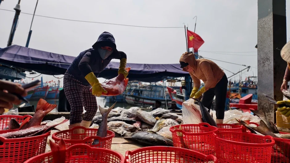 Liên kết tổ đội đánh bắt trên biển, ngư dân Quảng Ngãi trúng đậm Liên kết tổ đội đánh bắt trên biển, ngư dân Quảng Ngãi trúng đậm