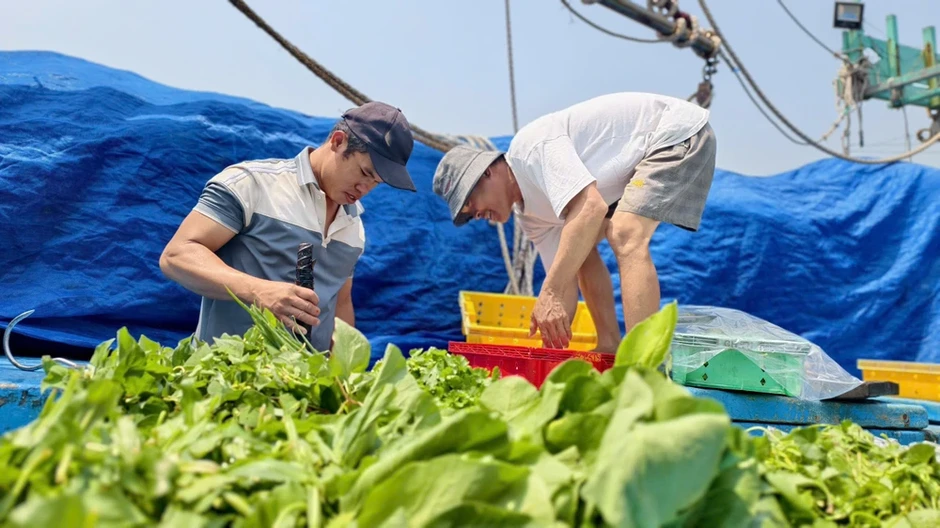 Liên kết tổ đội đánh bắt trên biển, ngư dân Quảng Ngãi trúng đậm Liên kết tổ đội đánh bắt trên biển, ngư dân Quảng Ngãi trúng đậm