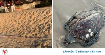 Liên tiếp các loài sinh vật quý hiếm xuất hiện gần bờ biển Lâm Đồng