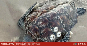 Liên tiếp phát hiện rùa biển, cá mái chèo dạt vào bờ biển Lâm Đồng