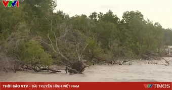 Liên tiếp xảy ra sạt lở, Cà Mau đẩy nhanh tiến độ xây dựng đê biển