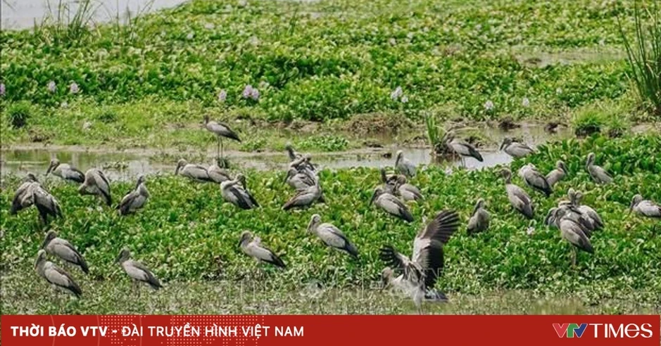Loài chim cực kỳ quý hiếm trong Sách Đỏ Việt Nam bất ngờ xuất hiện tại Đắk Lắk