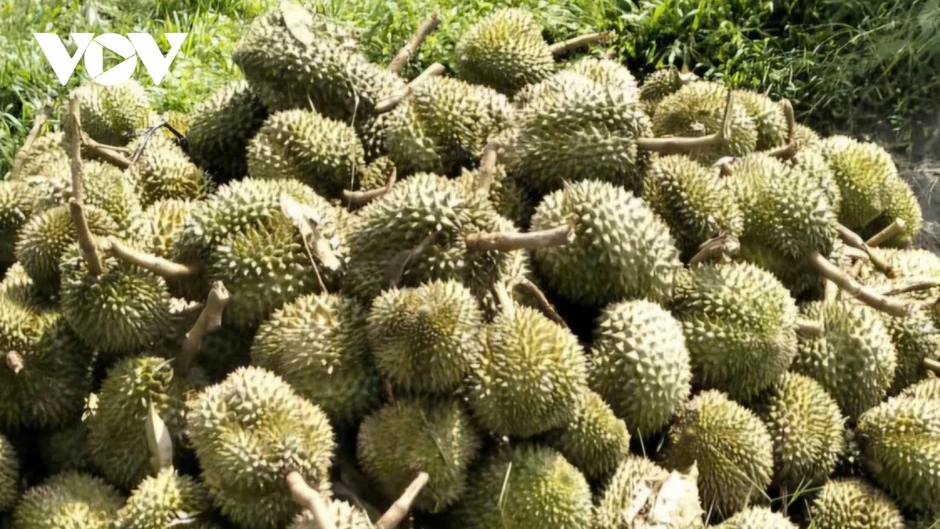 Lốc xoáy ở Lâm Đồng gây thiệt hại nhà cửa, tàn phá nhiều héc-ta sầu riêng Lốc xoáy ở Lâm Đồng gây thiệt hại nhà cửa, tàn phá nhiều héc-ta sầu riêng
