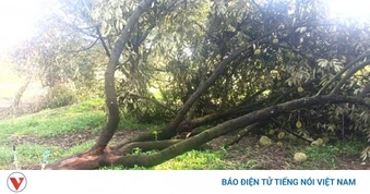 Lốc xoáy ở Lâm Đồng gây thiệt hại nhà cửa, tàn phá nhiều héc-ta sầu riêng
