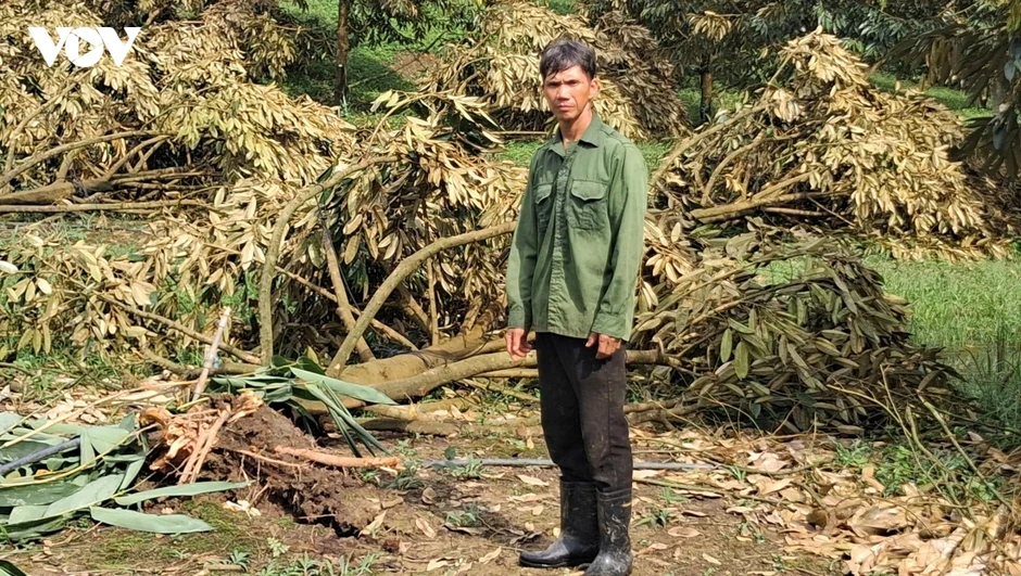 Lốc xoáy quật đổ hàng trăm cây sầu riêng ở Lâm Đồng Lốc xoáy quật đổ hàng trăm cây sầu riêng ở Lâm Đồng