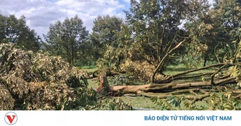 Lốc xoáy quật đổ hàng trăm cây sầu riêng ở Lâm Đồng