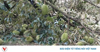 Lốc xoáy quét qua, 25 tấn sầu riêng ở Đồng Nai rụng trắng vườn