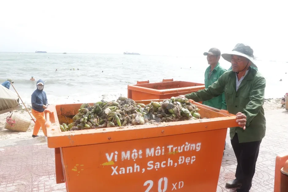 Lục bình tràn ngập Bãi Trước - Vũng Tàu