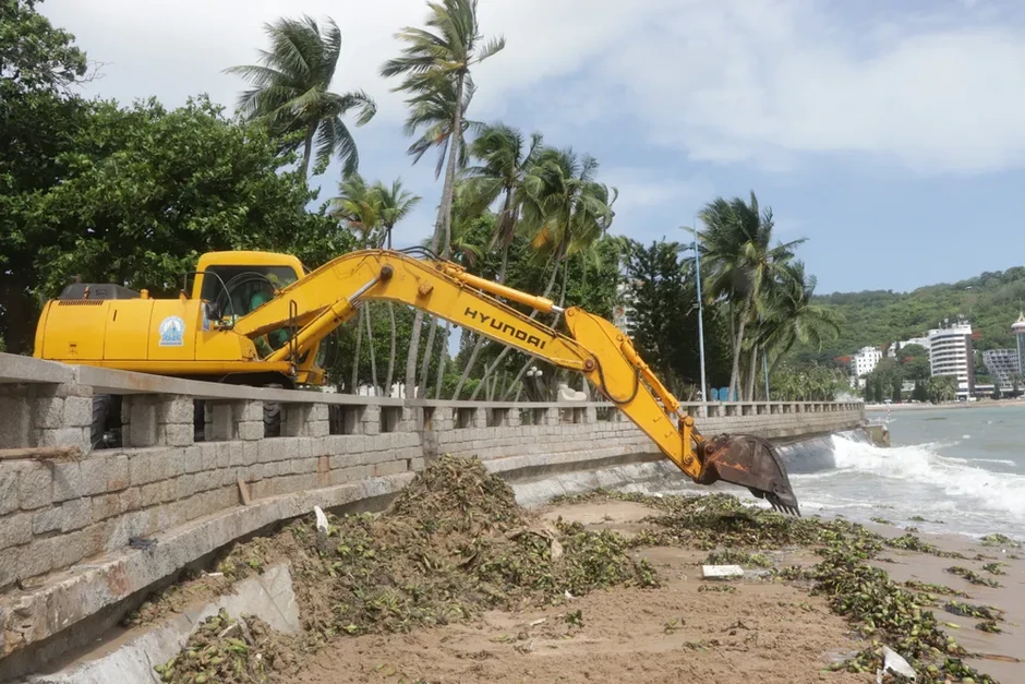 Lục bình tràn ngập Bãi Trước - Vũng Tàu