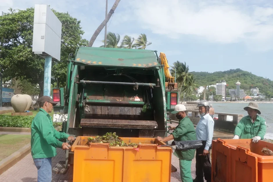 Lục bình tràn ngập Bãi Trước - Vũng Tàu