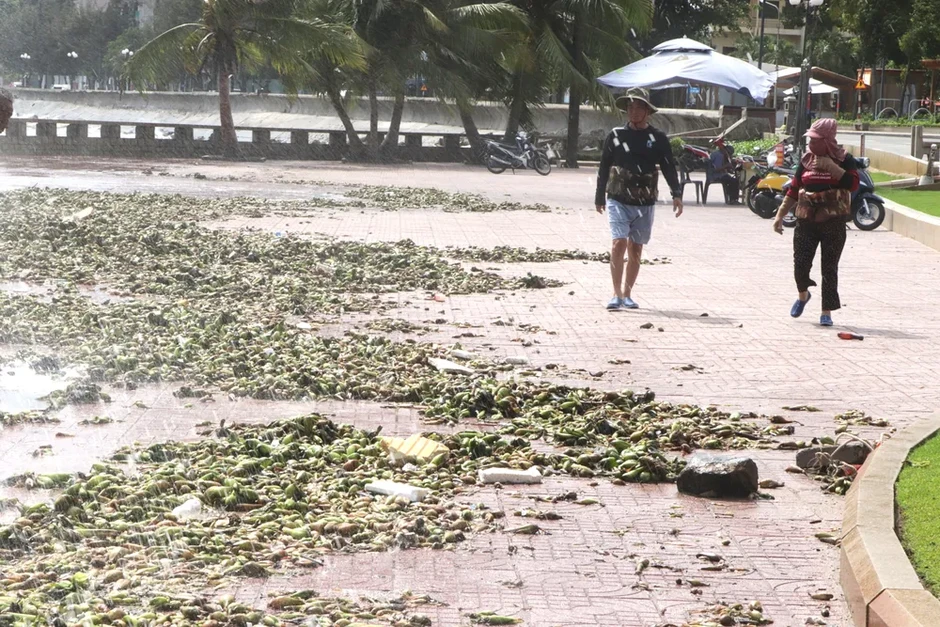 Lục bình tràn ngập Bãi Trước - Vũng Tàu