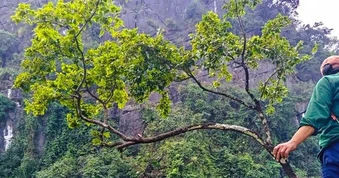 Mật phục bắt xe máy chở 6 cây muội hồng từ trên núi xuống