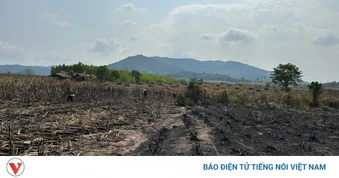 Mía cháy lan rộng, nông dân Đắk Lắk thấp thỏm lo mất trắng