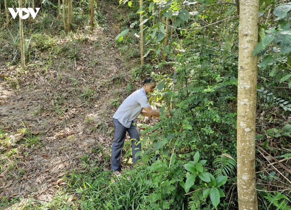 Miền núi Đà Nẵng chủ động phòng cháy rừng trong cao điểm nắng nóng Miền núi Đà Nẵng chủ động phòng cháy rừng trong cao điểm nắng nóng