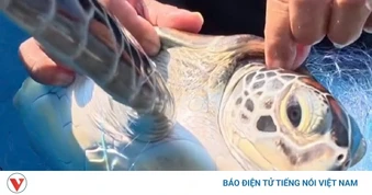 Một cá thể rùa biển quý hiếm mắc lưới đánh cá được thả về lại biển