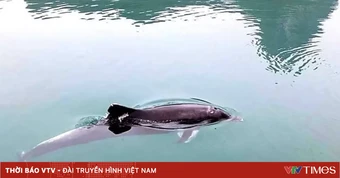 Một đàn cá heo với hơn 10 con bất ngờ xuất hiện gần bờ biển Lý Sơn ở Quảng Ngãi