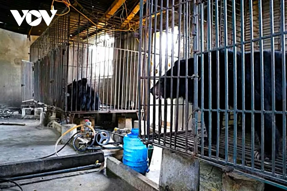 Một hộ dân ở Nghệ An tự nguyện bàn giao 2 cá thể gấu ngựa nuôi nhốt hơn 20 năm Một hộ dân ở Nghệ An tự nguyện bàn giao 2 cá thể gấu ngựa nuôi nhốt hơn 20 năm