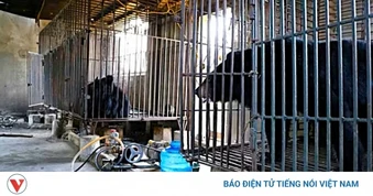 Một hộ dân ở Nghệ An tự nguyện bàn giao 2 cá thể gấu ngựa nuôi nhốt hơn 20 năm