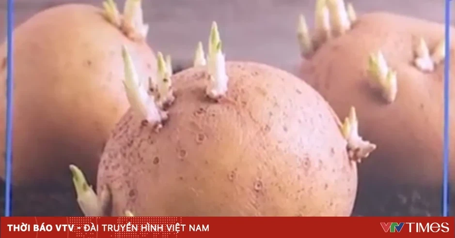 Một người tử vong sau khi ăn canh khoai tây mọc mầm Một người tử vong sau khi ăn canh khoai tây mọc mầm