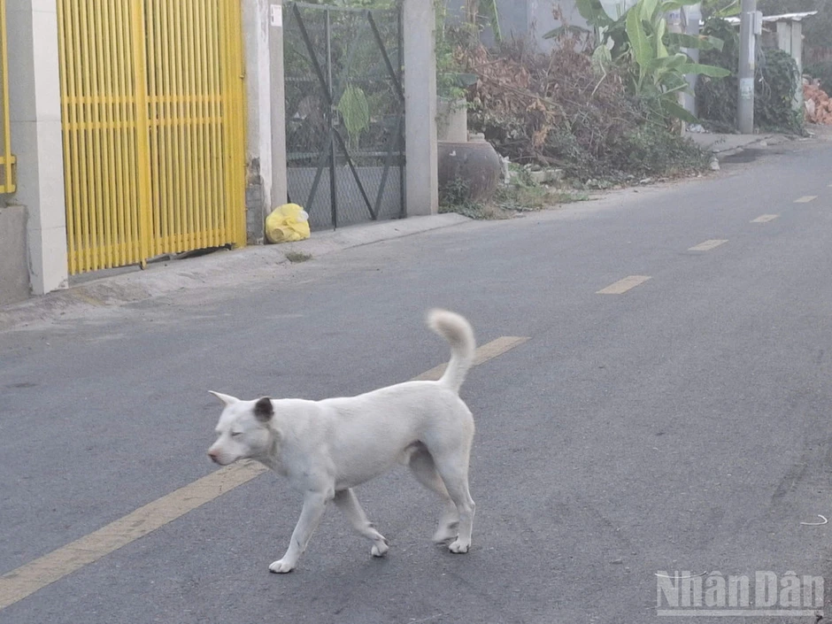 Một trường hợp ở Đồng Tháp tử vong do bệnh dại Một trường hợp ở Đồng Tháp tử vong do bệnh dại