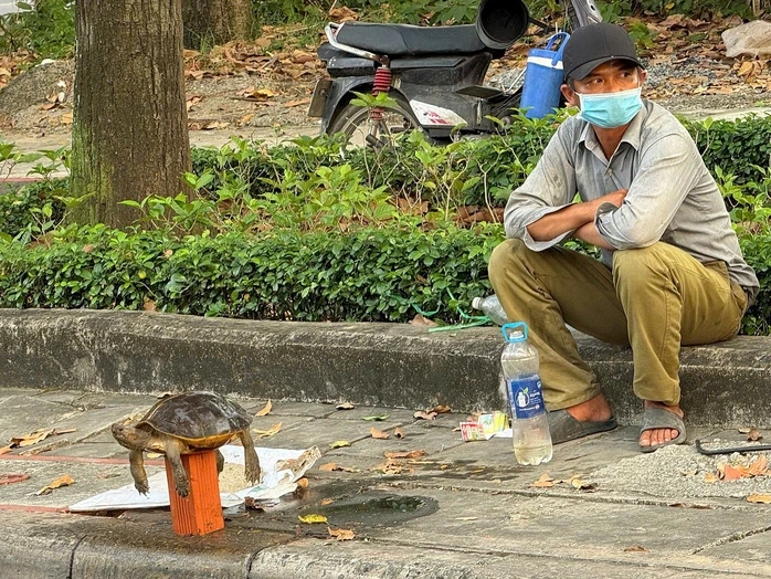 Mua bán rùa để "phóng sinh" - dấu hiệu phạm luật! Mua bán rùa để "phóng sinh" - dấu hiệu phạm luật!