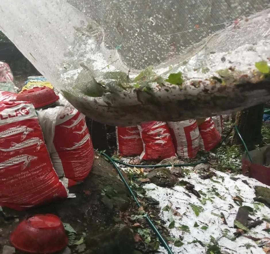 Mưa đá 4 ngày liên tiếp tàn phá cây trồng vùng cao Quảng Ngãi Mưa đá 4 ngày liên tiếp tàn phá cây trồng vùng cao Quảng Ngãi