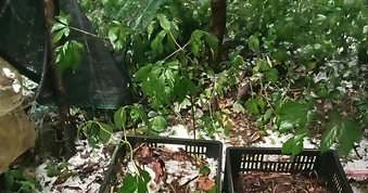 Mưa đá 4 ngày liên tiếp tàn phá cây trồng vùng cao Quảng Ngãi