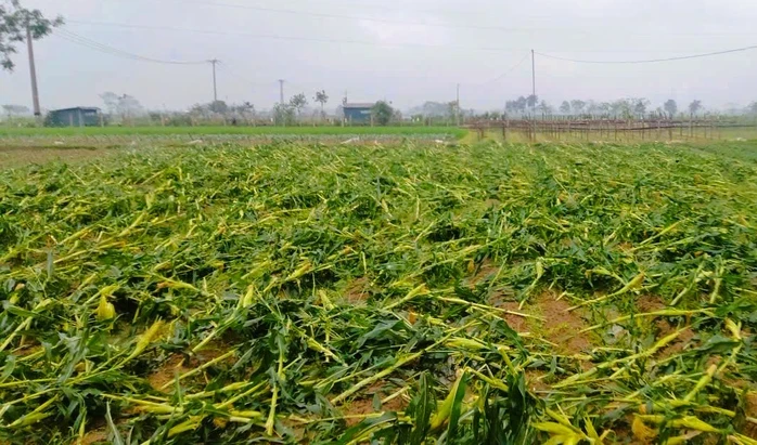 Mưa đá, dông lốc gây ảnh hưởng tới 4.000 hộ dân một xã ở Thanh Hóa Mưa đá, dông lốc gây ảnh hưởng tới 4.000 hộ dân một xã ở Thanh Hóa