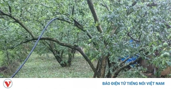 Mưa đá gây thiệt hại nhiều diện tích cây trồng tại Sơn La