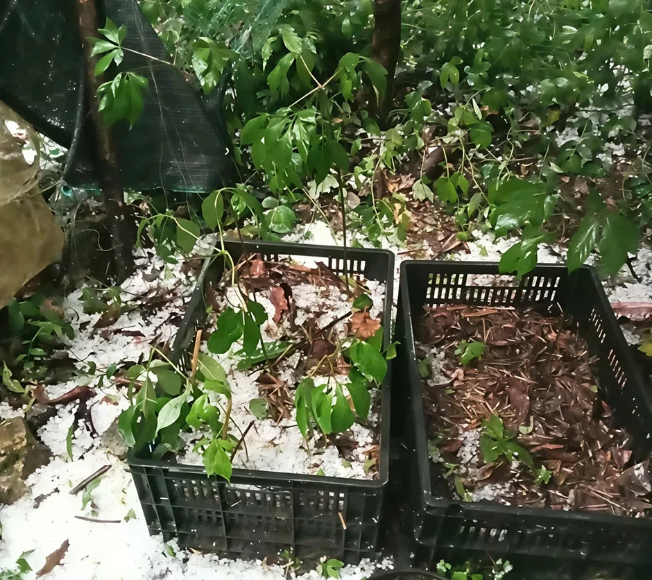 Mưa đá, giông lốc gây thiệt hại nhiều nơi