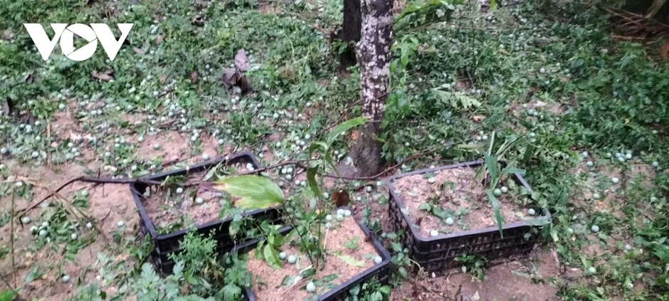 Mưa đá lớn bất ngờ trút xuống Lào Cai, làm 4 người bị thương Mưa đá lớn bất ngờ trút xuống Lào Cai, làm 4 người bị thương