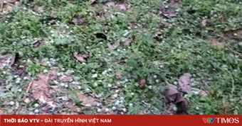 Mưa đá phủ trắng, nhiều diện tích cây trồng ở Điện Biên bị thiệt hại